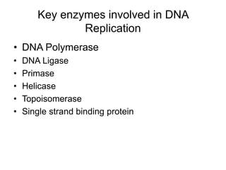Key enzymes involved in DNA
Replication
• DNA Polymerase
• DNA Ligase
• Primase
• Helicase
• Topoisomerase
• Single strand binding protein
 