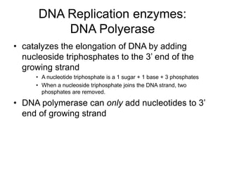 DNA Replication enzymes:
DNA Polyerase
• catalyzes the elongation of DNA by adding
nucleoside triphosphates to the 3’ end of the
growing strand
• A nucleotide triphosphate is a 1 sugar + 1 base + 3 phosphates
• When a nucleoside triphosphate joins the DNA strand, two
phosphates are removed.
• DNA polymerase can only add nucleotides to 3’
end of growing strand
 