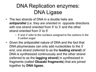 DNA Replication enzymes:
DNA Ligase
• The two strands of DNA in a double helix are
antiparallel (i.e. they are oriented in opposite directions
with one strand oriented from 5’ to 3’ and the other
strand oriented from 3’ to 5’
• 5’ and 3’ refer to the numbers assigned to the carbons in the
5 carbon sugar
• Given the antiparallel nature of DNA and the fact that
DNA ploymerases can only add nucleotides to the 3’
end, one strand (referred to as the leading strand) of
DNA is synthesized continuously and the other strand
(referred to as the lagging strand) in synthesized in
fragments (called Okazaki fragments) that are joined
together by DNA ligase.
 