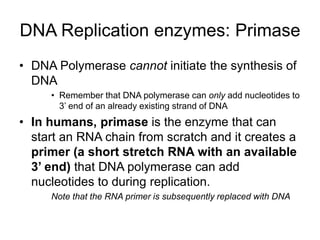 DNA Replication enzymes: Primase
• DNA Polymerase cannot initiate the synthesis of
DNA
• Remember that DNA polymerase can only add nucleotides to
3’ end of an already existing strand of DNA
• In humans, primase is the enzyme that can
start an RNA chain from scratch and it creates a
primer (a short stretch RNA with an available
3’ end) that DNA polymerase can add
nucleotides to during replication.
Note that the RNA primer is subsequently replaced with DNA
 