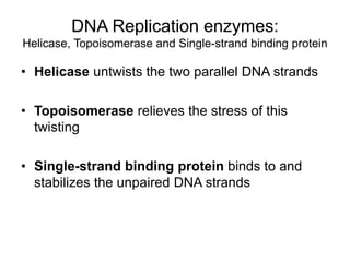 DNA Replication enzymes:
Helicase, Topoisomerase and Single-strand binding protein
• Helicase untwists the two parallel DNA strands
• Topoisomerase relieves the stress of this
twisting
• Single-strand binding protein binds to and
stabilizes the unpaired DNA strands
 
