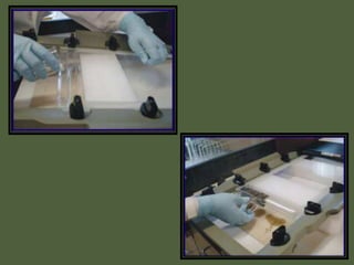 Labotomy Pcr PCR | PPTX