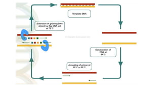 Pcr Slideshow PCR.seminar.pptx