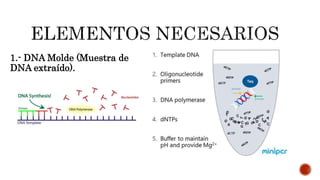 1.- DNA Molde (Muestra de
DNA extraído).
 