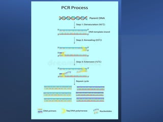 Openpcr File polymerase chain reaction (PCR): Concepts and Indications.pdf