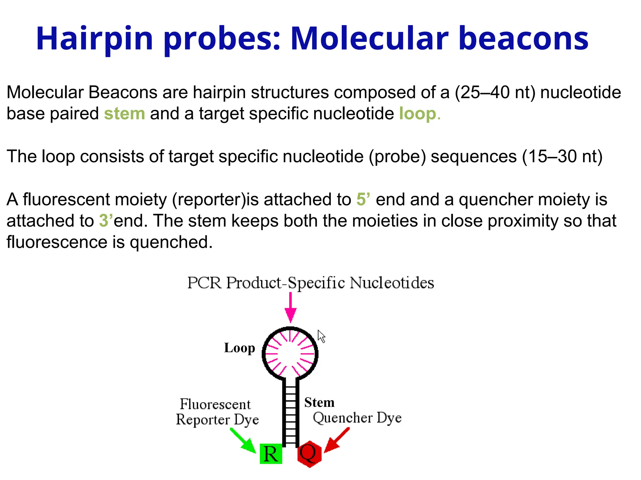Loop
Stem
Molecular Beacons are hairpin structures composed of a (25–40 nt) nucleotide
base paired stem and a target specific nucleotide loop.
The loop consists of target specific nucleotide (probe) sequences (15–30 nt)
A fluorescent moiety (reporter)is attached to 5’ end and a quencher moiety is
attached to 3’end. The stem keeps both the moieties in close proximity so that
fluorescence is quenched.
Hairpin probes: Molecular beacons
 