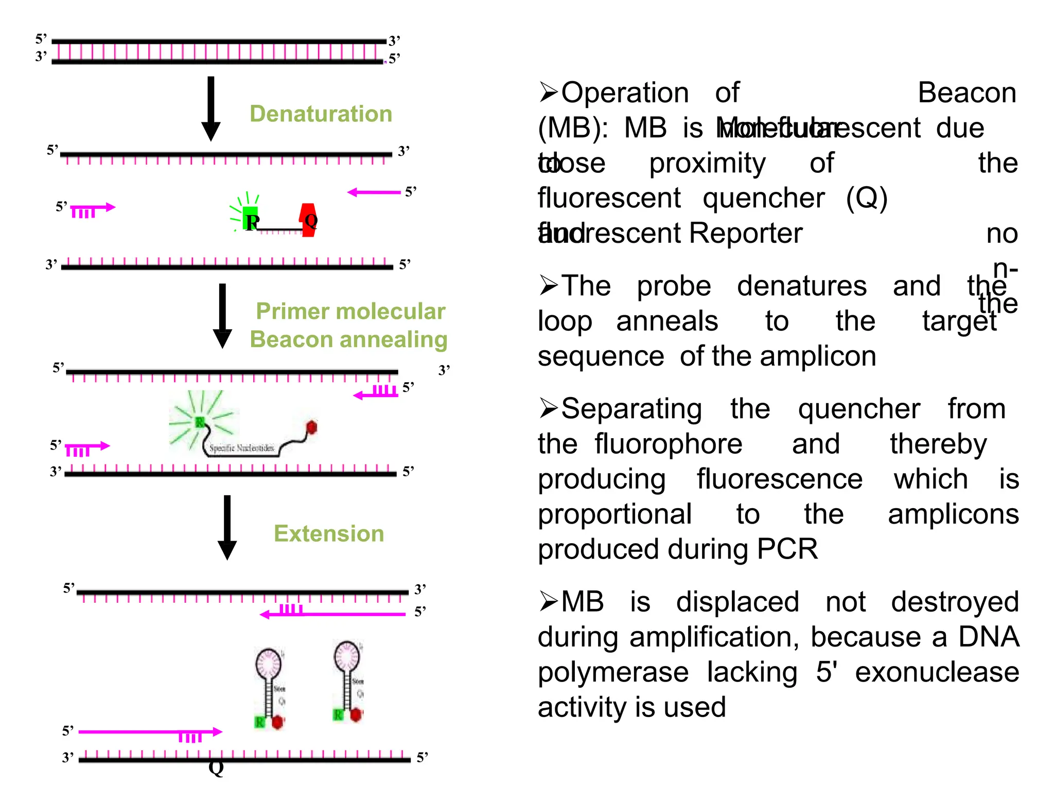Denaturation
Primer molecular
Beacon annealing
3’
Extension
5’
5’
3’
Q
3’
5’
5’
5’
3’
3’
5’
5’
3’
3’
5’
5’
5’
5’
5’
3’
5’
Q
R
Operation of
Molecular
Beacon
(MB): MB is non-fluorescent due
to
close proximity of the
no
n-
the
fluorescent quencher (Q)
and
fluorescent Reporter
The probe denatures and the
loop anneals to the target
sequence of the amplicon
Separating the quencher from
the fluorophore and thereby
producing fluorescence which is
proportional to the amplicons
produced during PCR
MB is displaced not destroyed
during amplification, because a DNA
polymerase lacking 5' exonuclease
activity is used
 