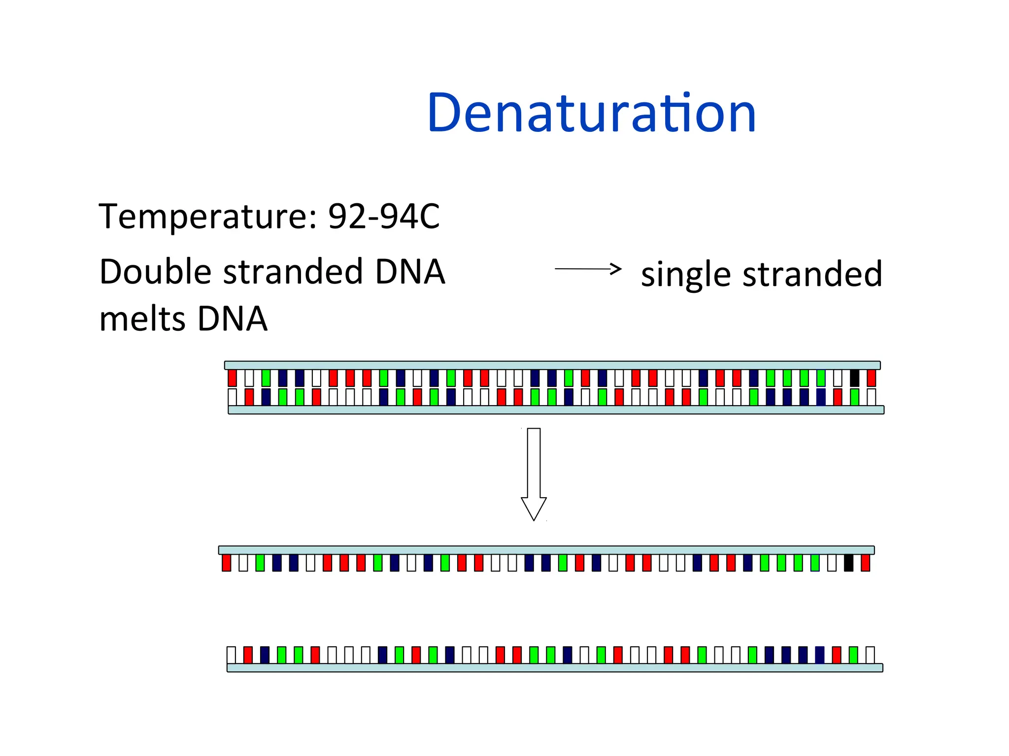 Denaturation
• Temperature: 92-94C
• Double stranded DNA
melts DNA
5’
single stranded
92C
3’
3’ 5’
+
5’
3’
5’ 3’
 