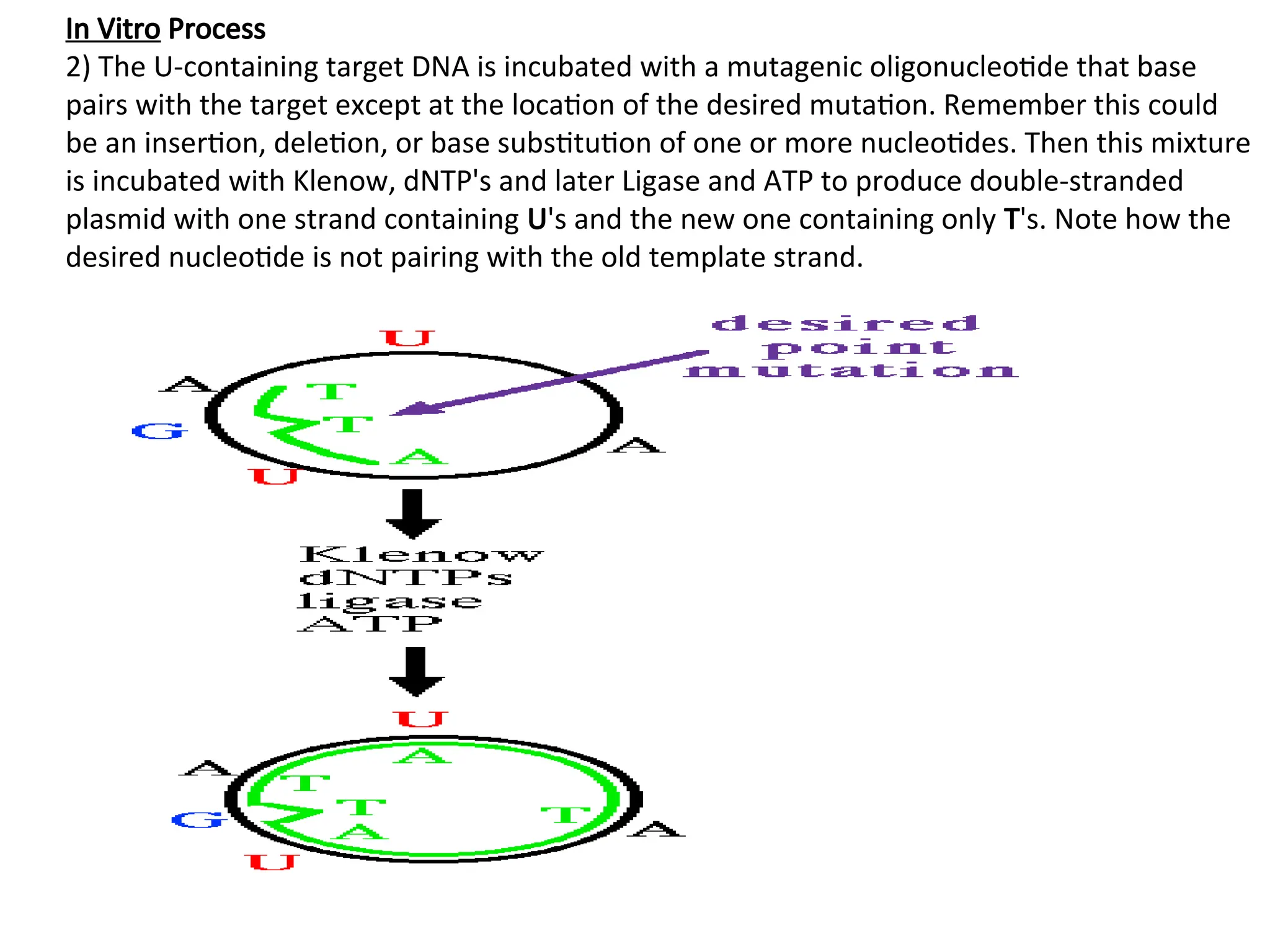 In Vitro Process
2) The U-containing target DNA is incubated with a mutagenic oligonucleotide that base
pairs with the target except at the location of the desired mutation. Remember this could
be an insertion, deletion, or base substitution of one or more nucleotides. Then this mixture
is incubated with Klenow, dNTP's and later Ligase and ATP to produce double-stranded
plasmid with one strand containing U's and the new one containing only T's. Note how the
desired nucleotide is not pairing with the old template strand.
 