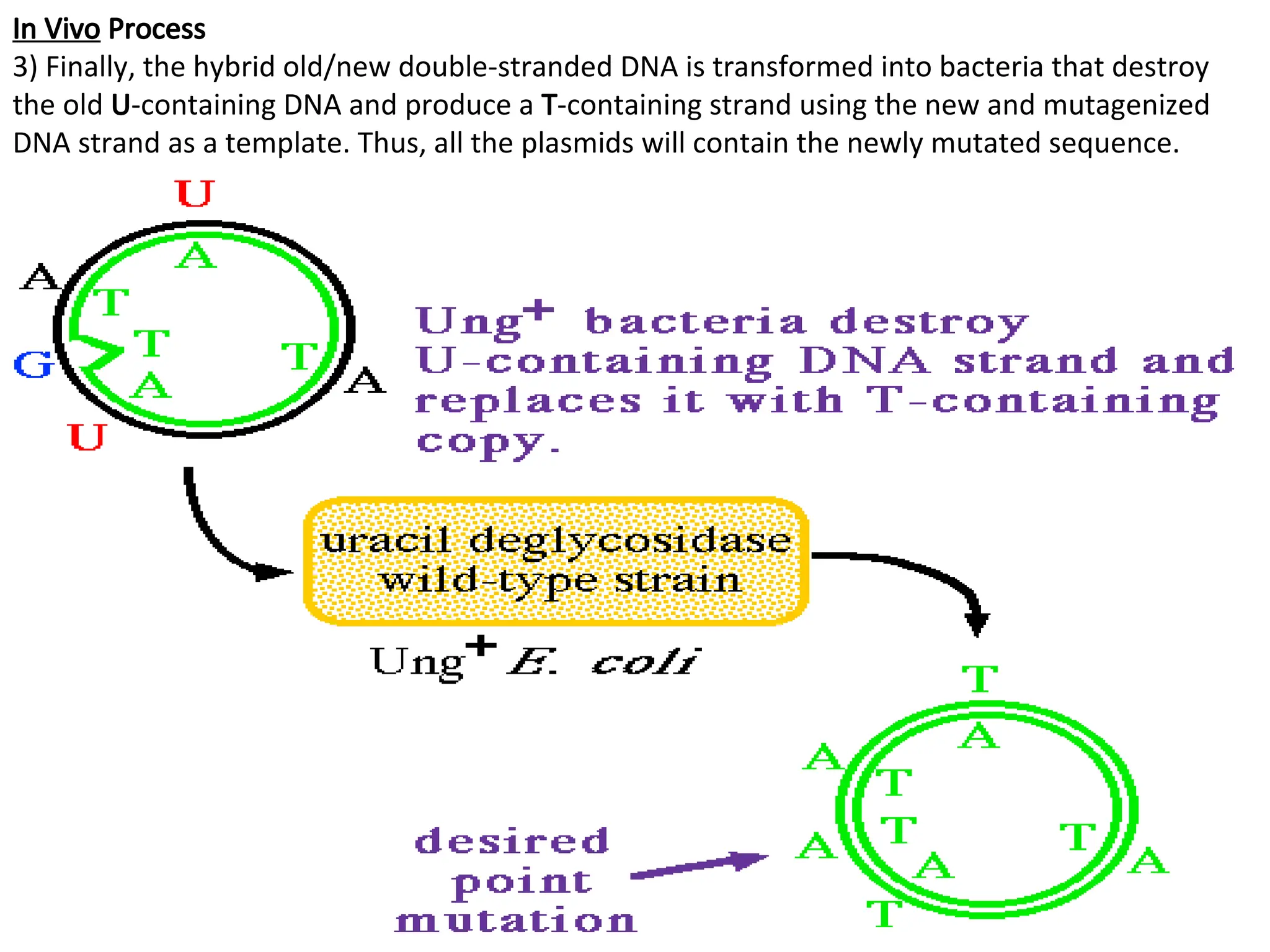 In Vivo Process
3) Finally, the hybrid old/new double-stranded DNA is transformed into bacteria that destroy
the old U-containing DNA and produce a T-containing strand using the new and mutagenized
DNA strand as a template. Thus, all the plasmids will contain the newly mutated sequence.
 