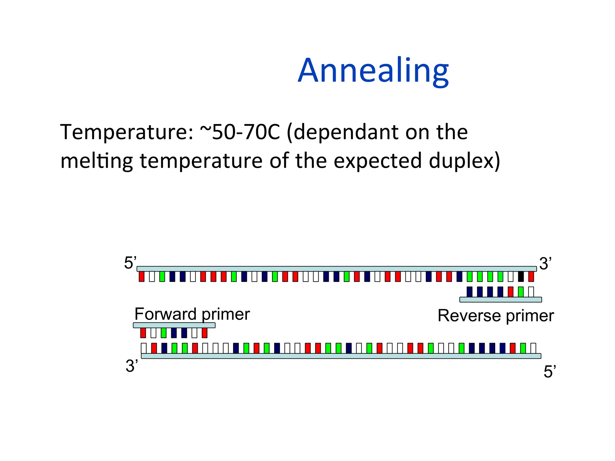 Annealing
• Temperature: ~50-70C (dependant on the
melting temperature of the expected duplex)
• Primers bind to their complementary sequences
5’
3’
5’ 3’
Forward primer Reverse primer
 