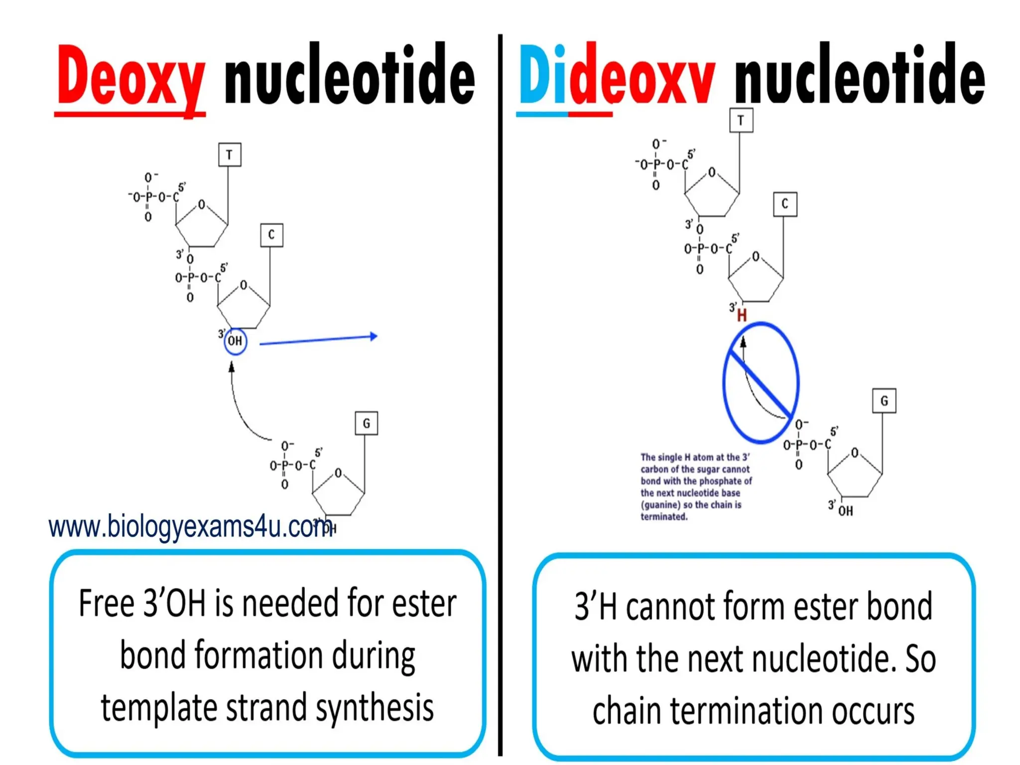 polymerase chain reaction and so on .ppt
