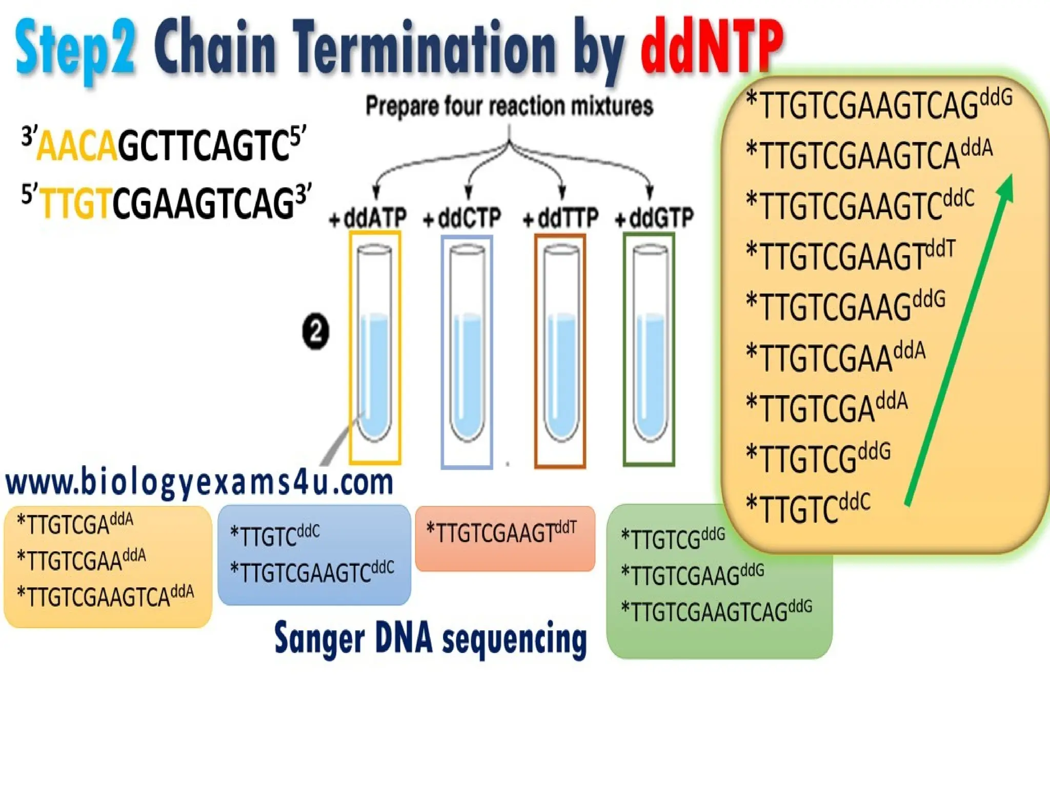 polymerase chain reaction and so on .ppt