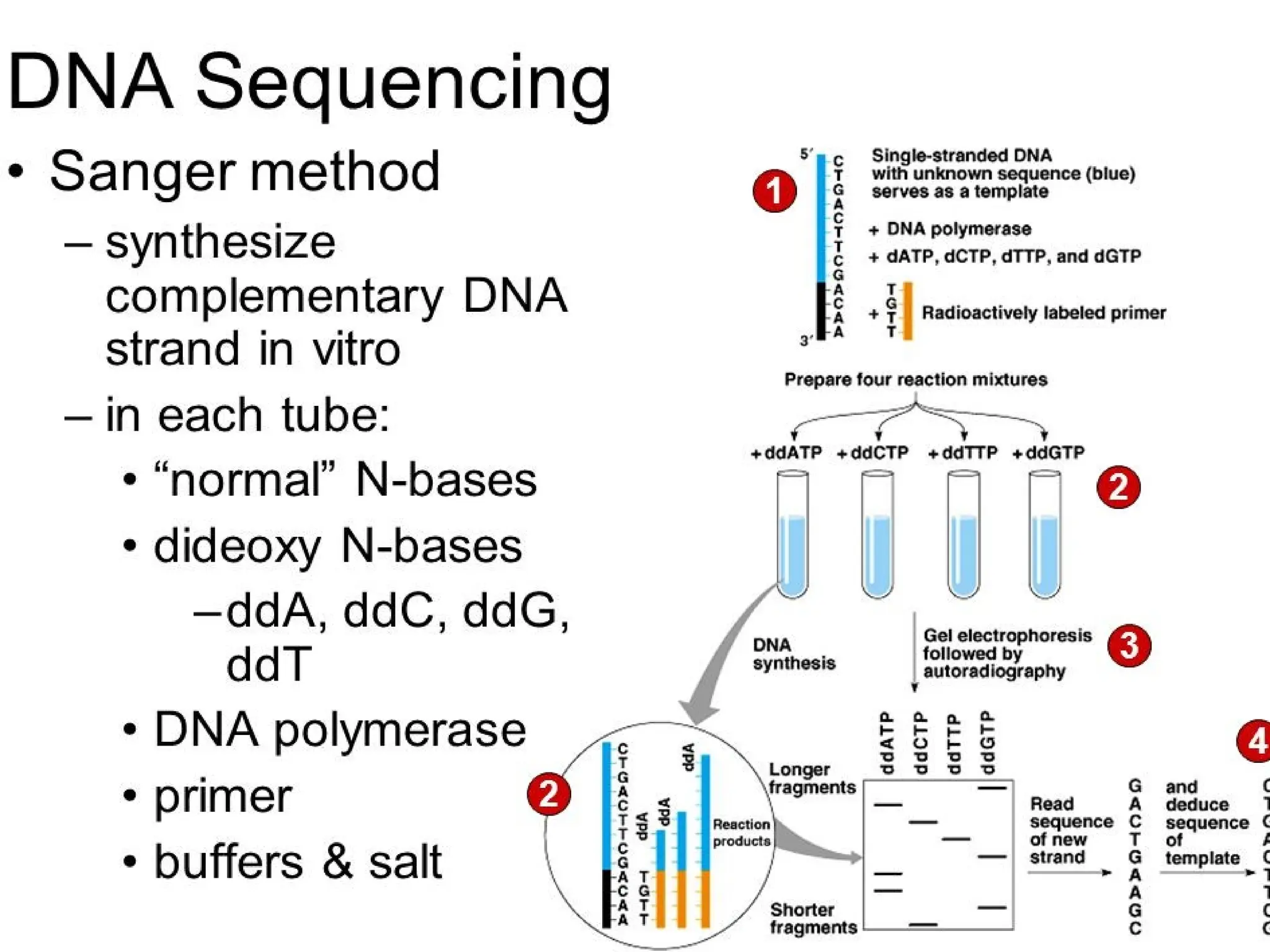 polymerase chain reaction and so on .ppt