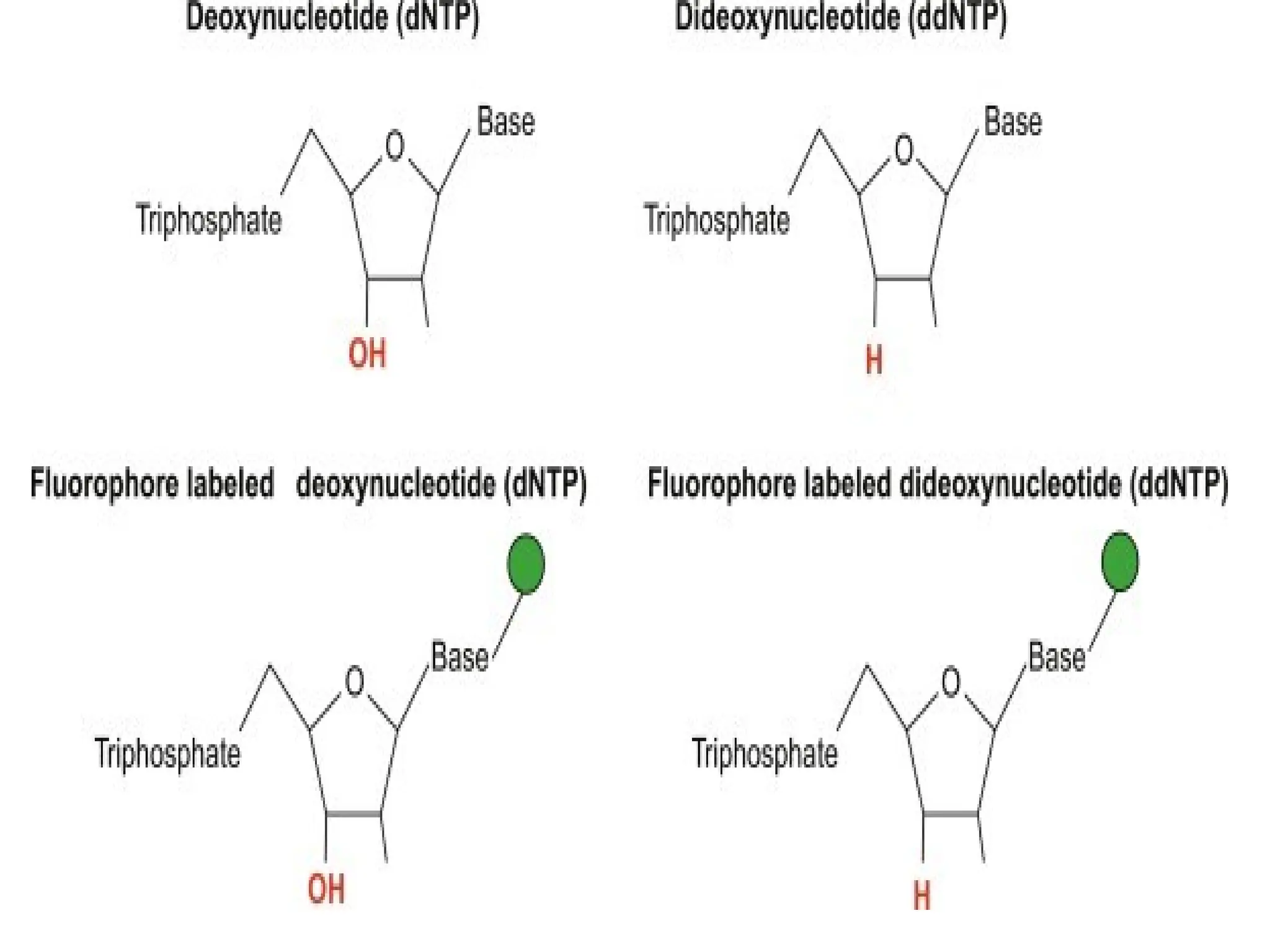 polymerase chain reaction and so on .ppt