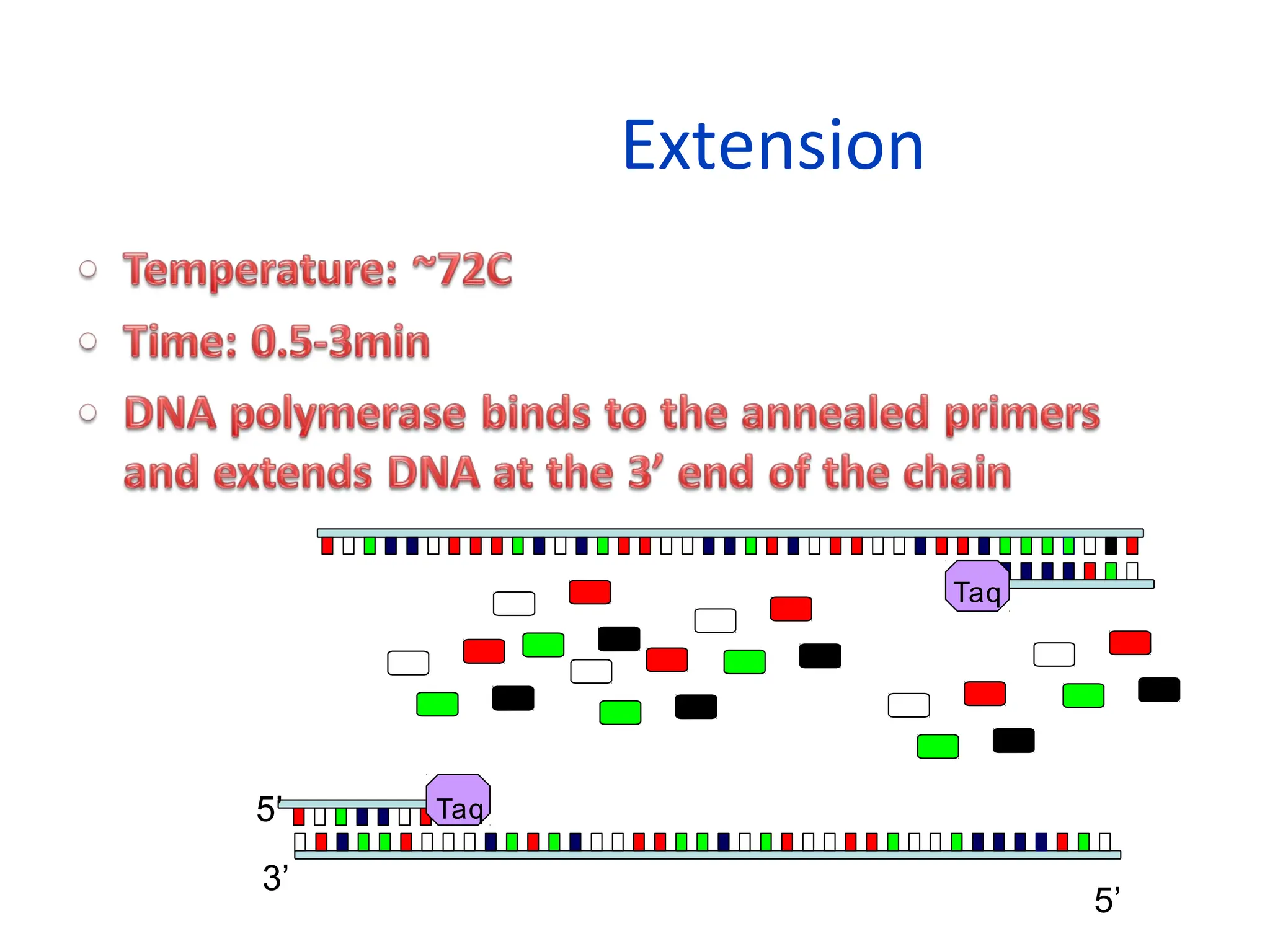Extension
Taq
5’
3’
Taq
5’
 