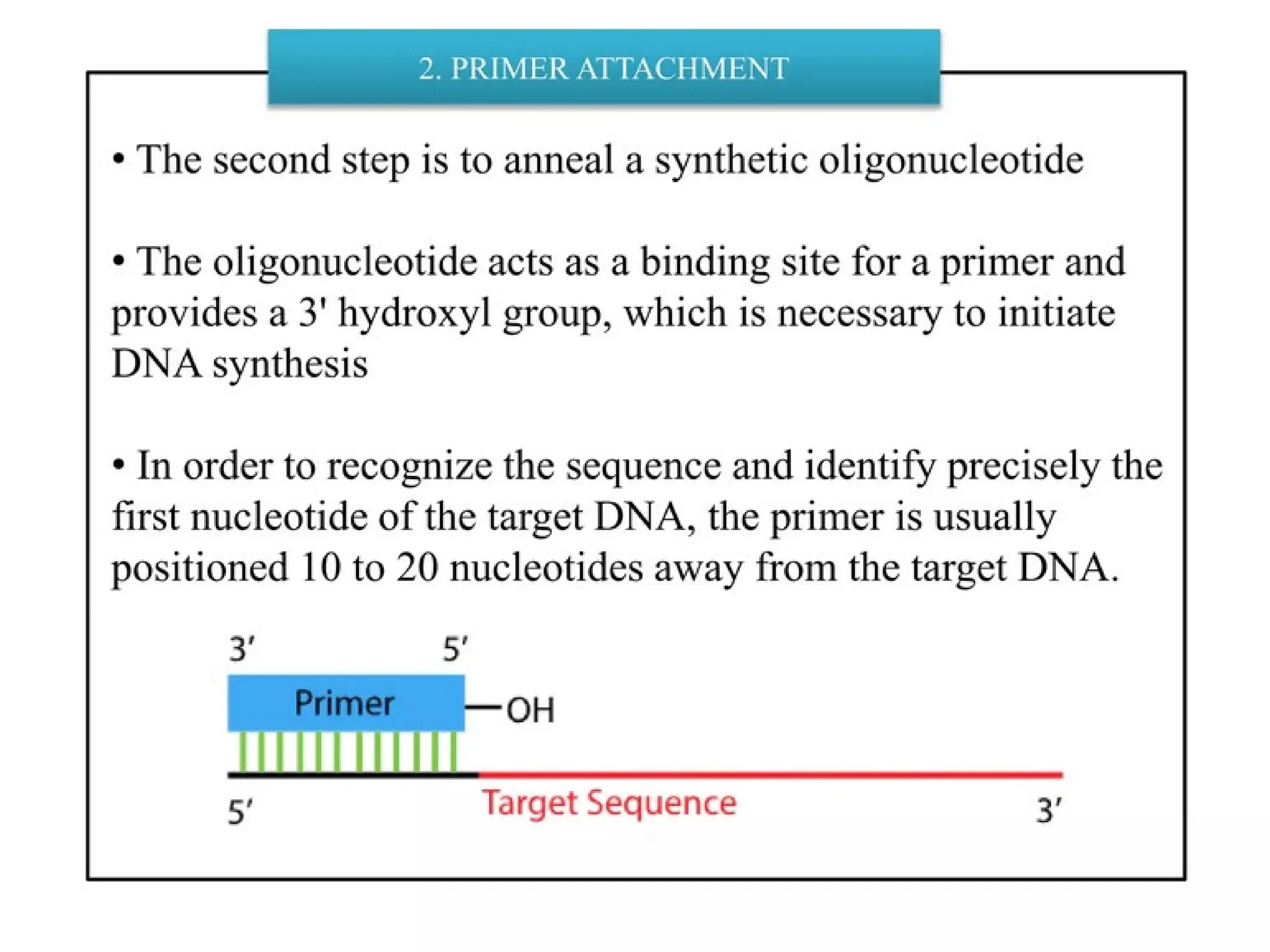 polymerase chain reaction and so on .ppt