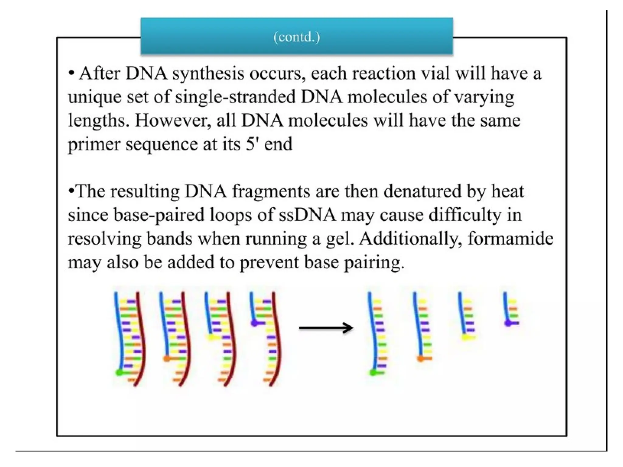 polymerase chain reaction and so on .ppt
