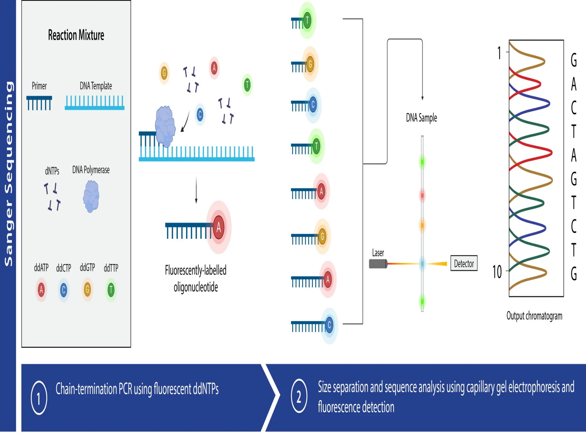 polymerase chain reaction and so on .ppt
