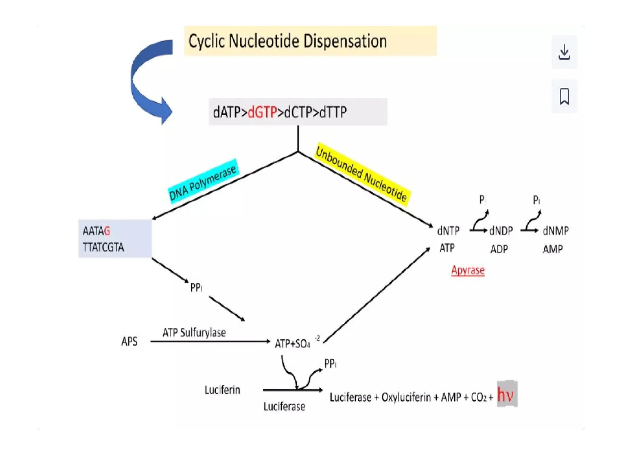 polymerase chain reaction and so on .ppt