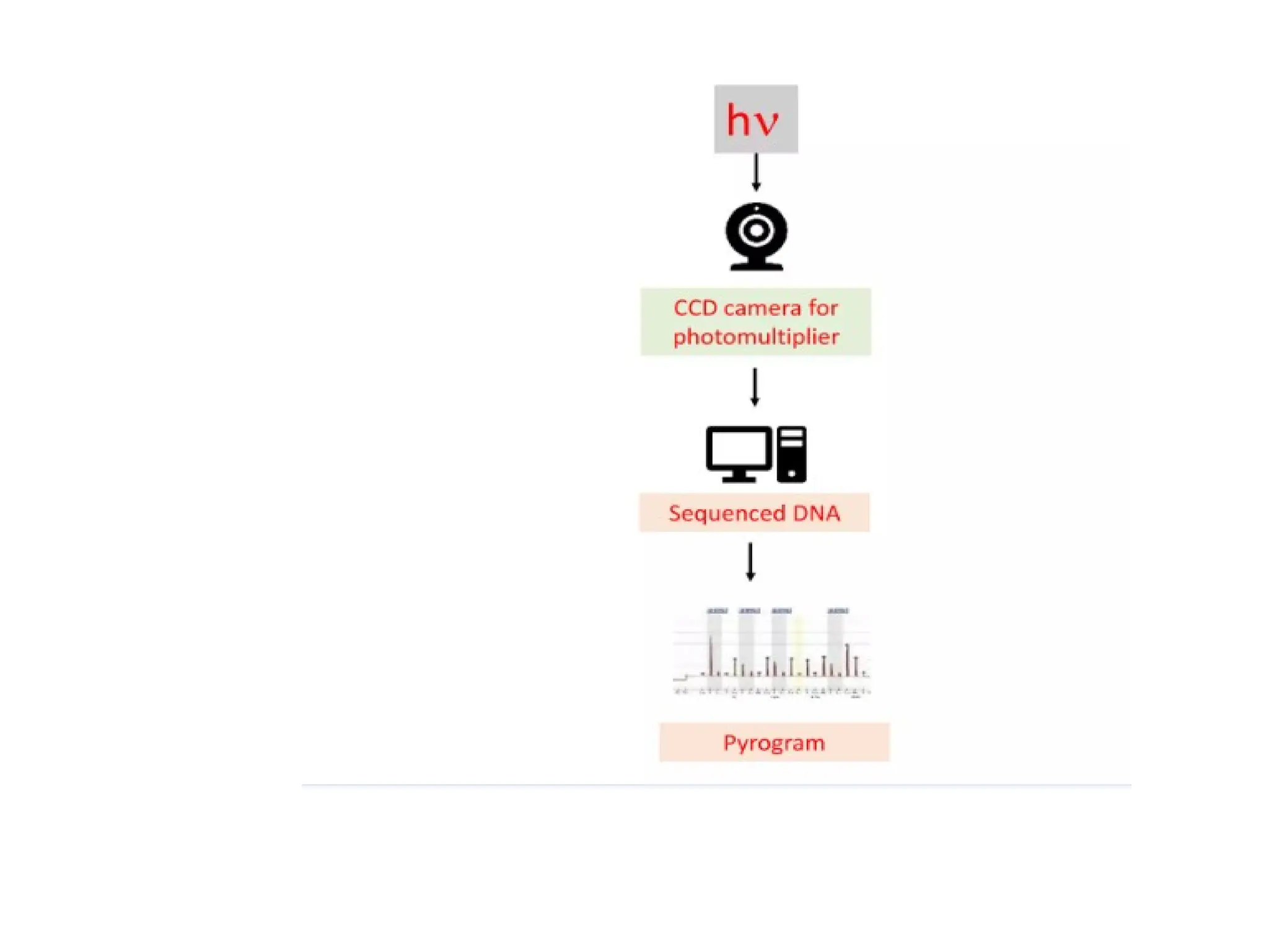 polymerase chain reaction and so on .ppt