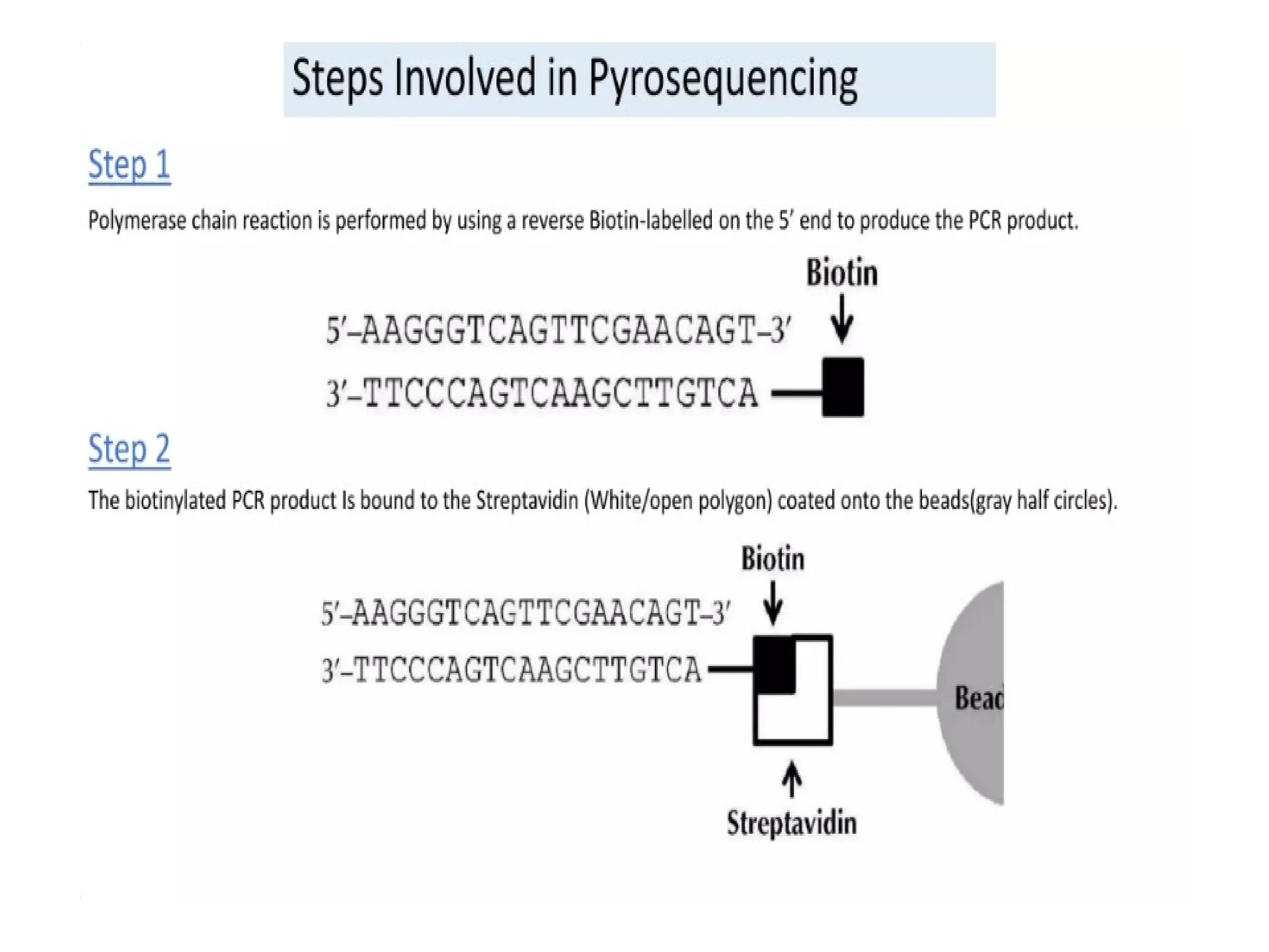 polymerase chain reaction and so on .ppt