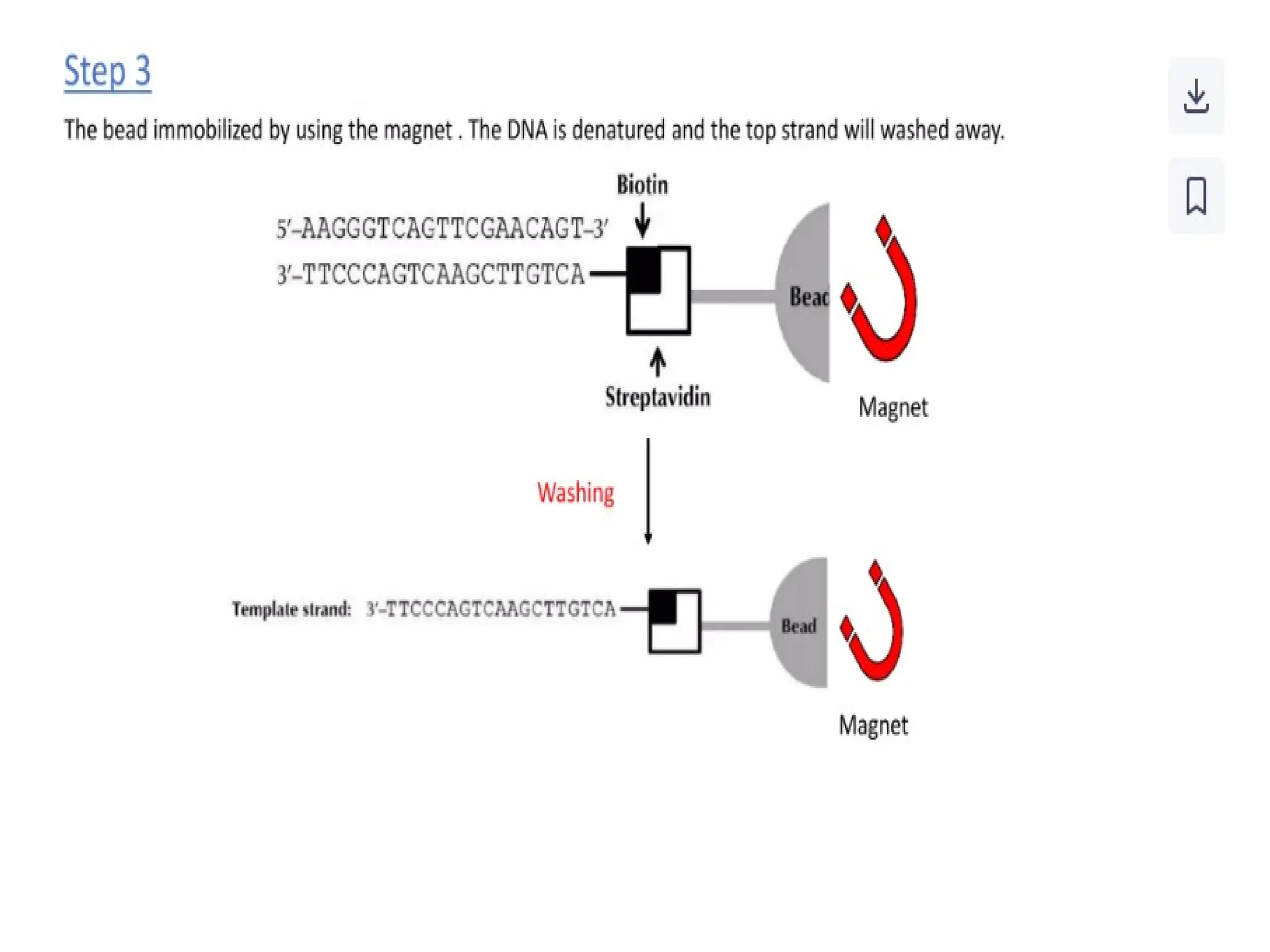 polymerase chain reaction and so on .ppt