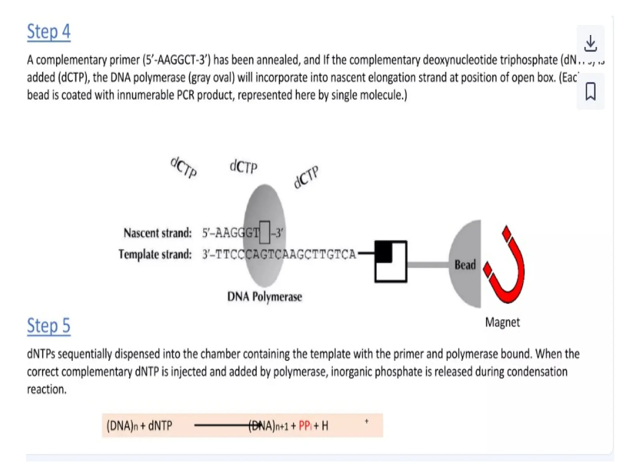 polymerase chain reaction and so on .ppt