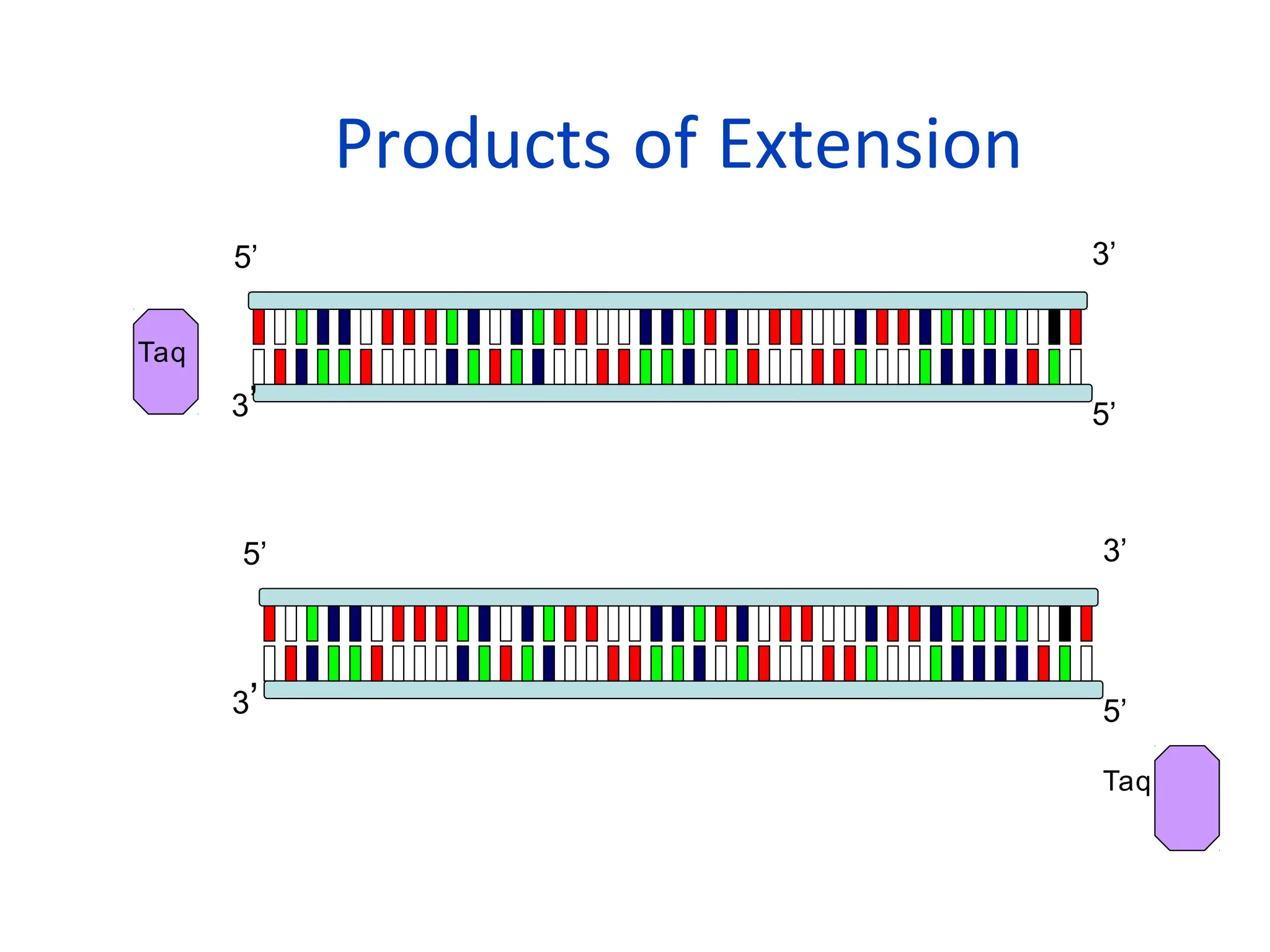 Products of Extension
3’
5’
3’
5’
3’
5’
Taq
3’
5’
Taq
 