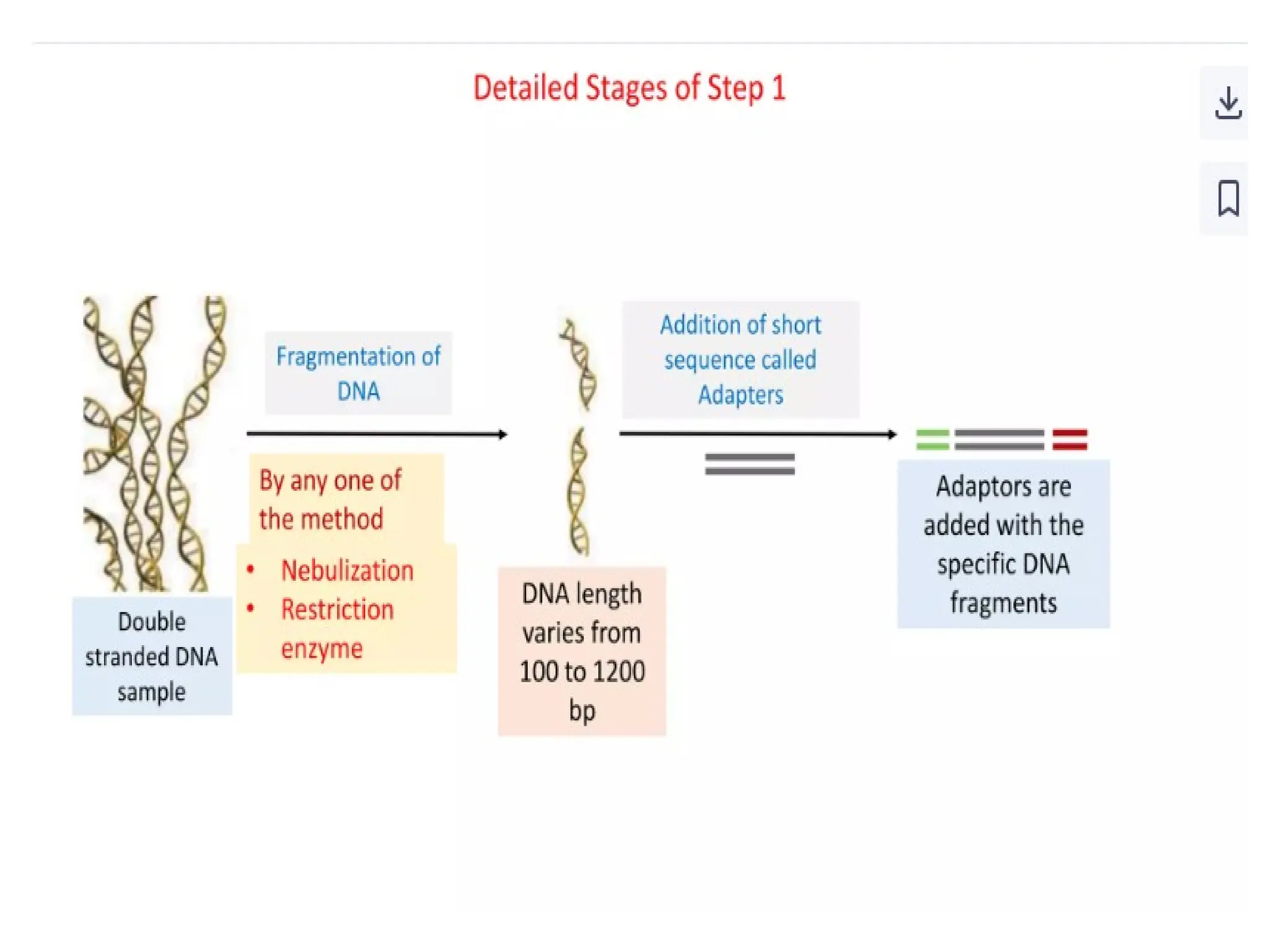polymerase chain reaction and so on .ppt
