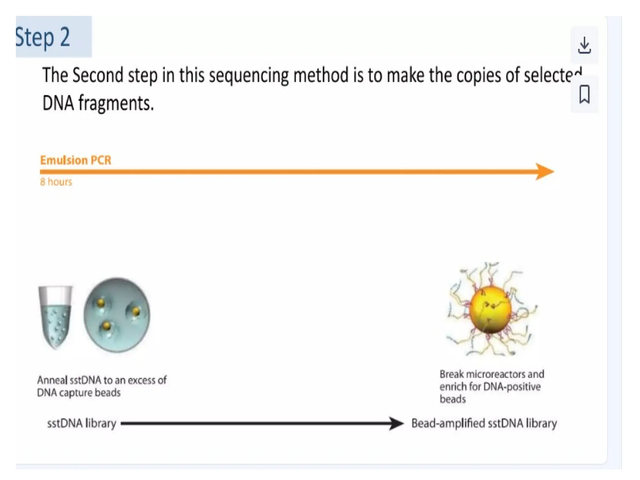 polymerase chain reaction and so on .ppt