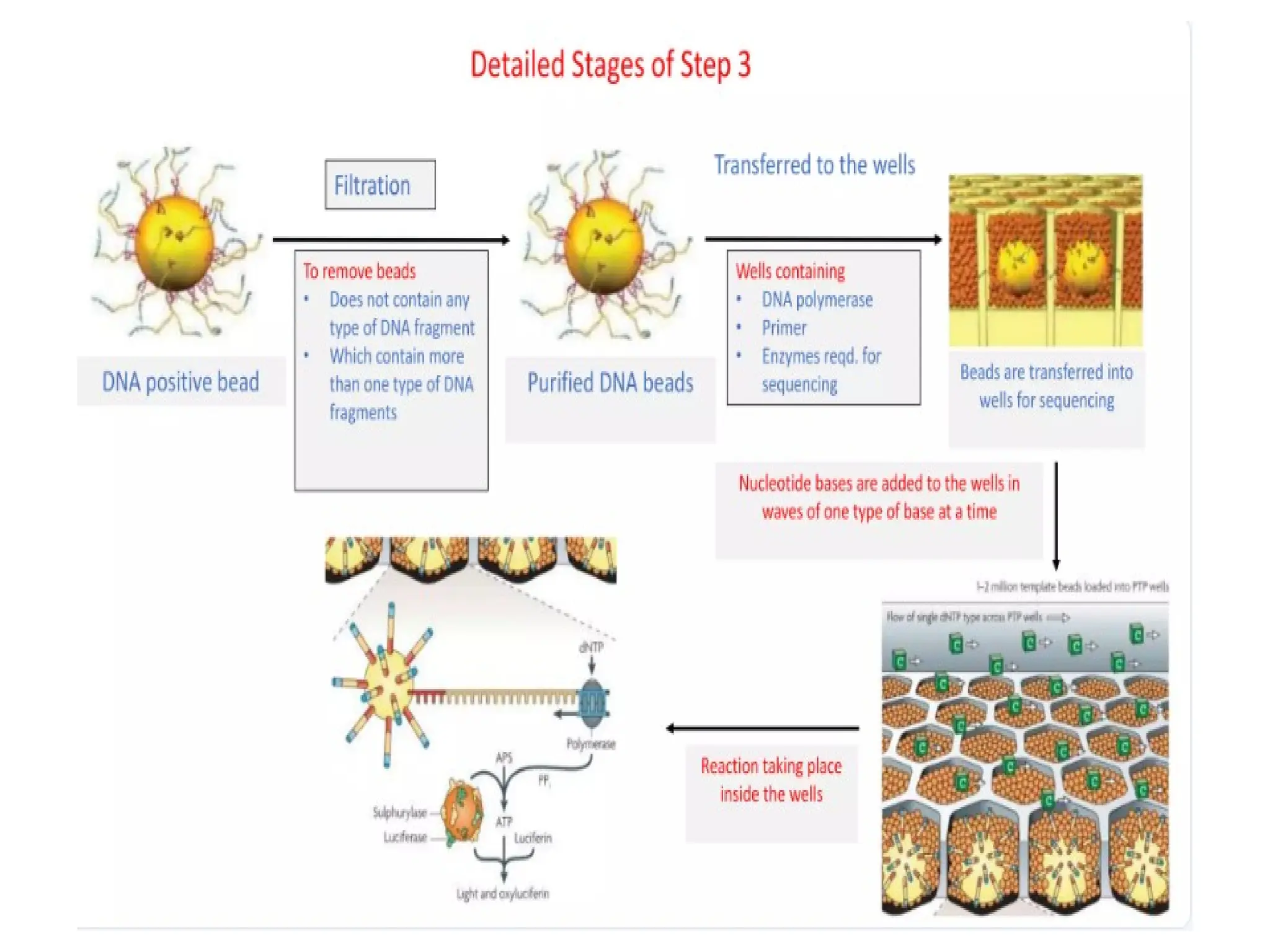 polymerase chain reaction and so on .ppt