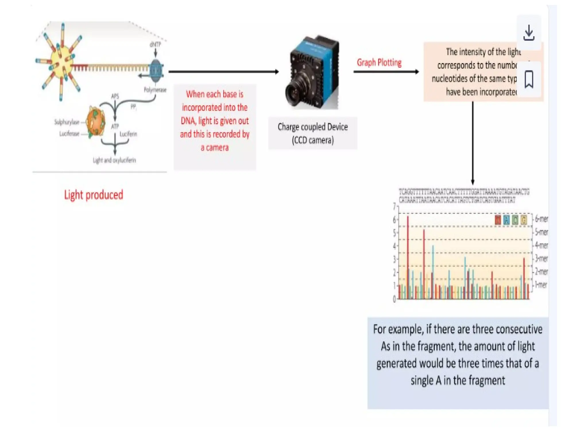 polymerase chain reaction and so on .ppt