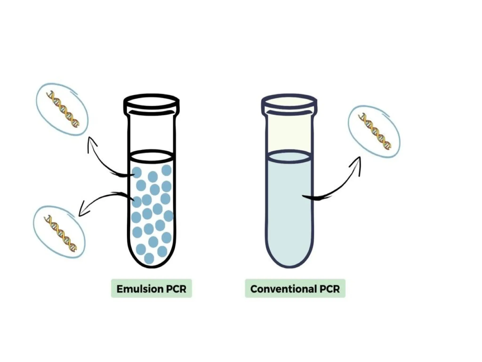 polymerase chain reaction and so on .ppt