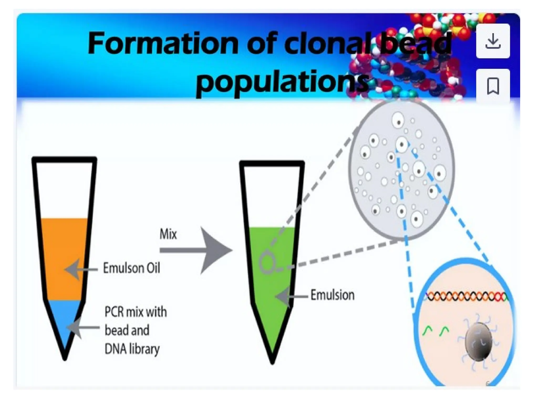 polymerase chain reaction and so on .ppt