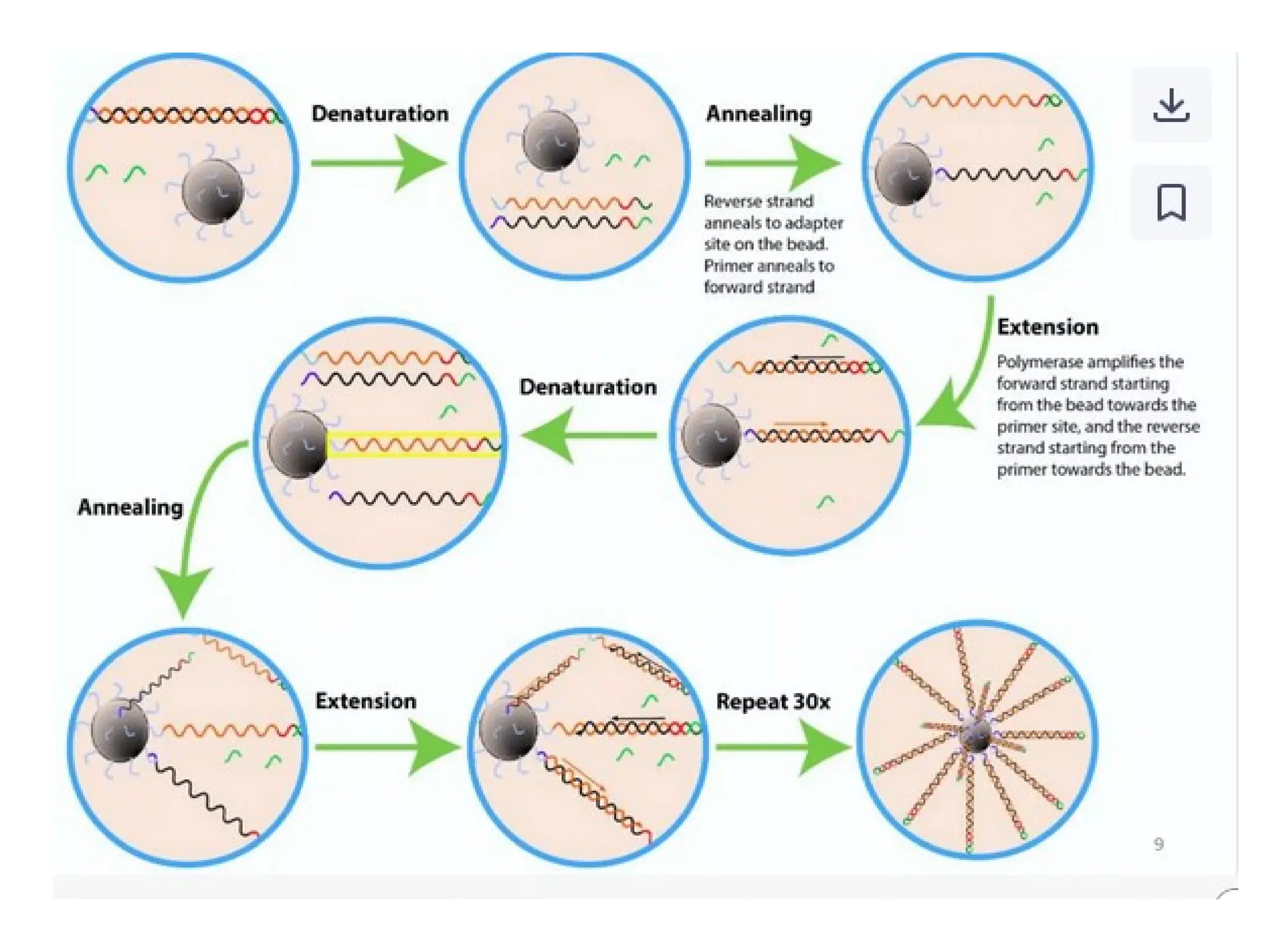 polymerase chain reaction and so on .ppt