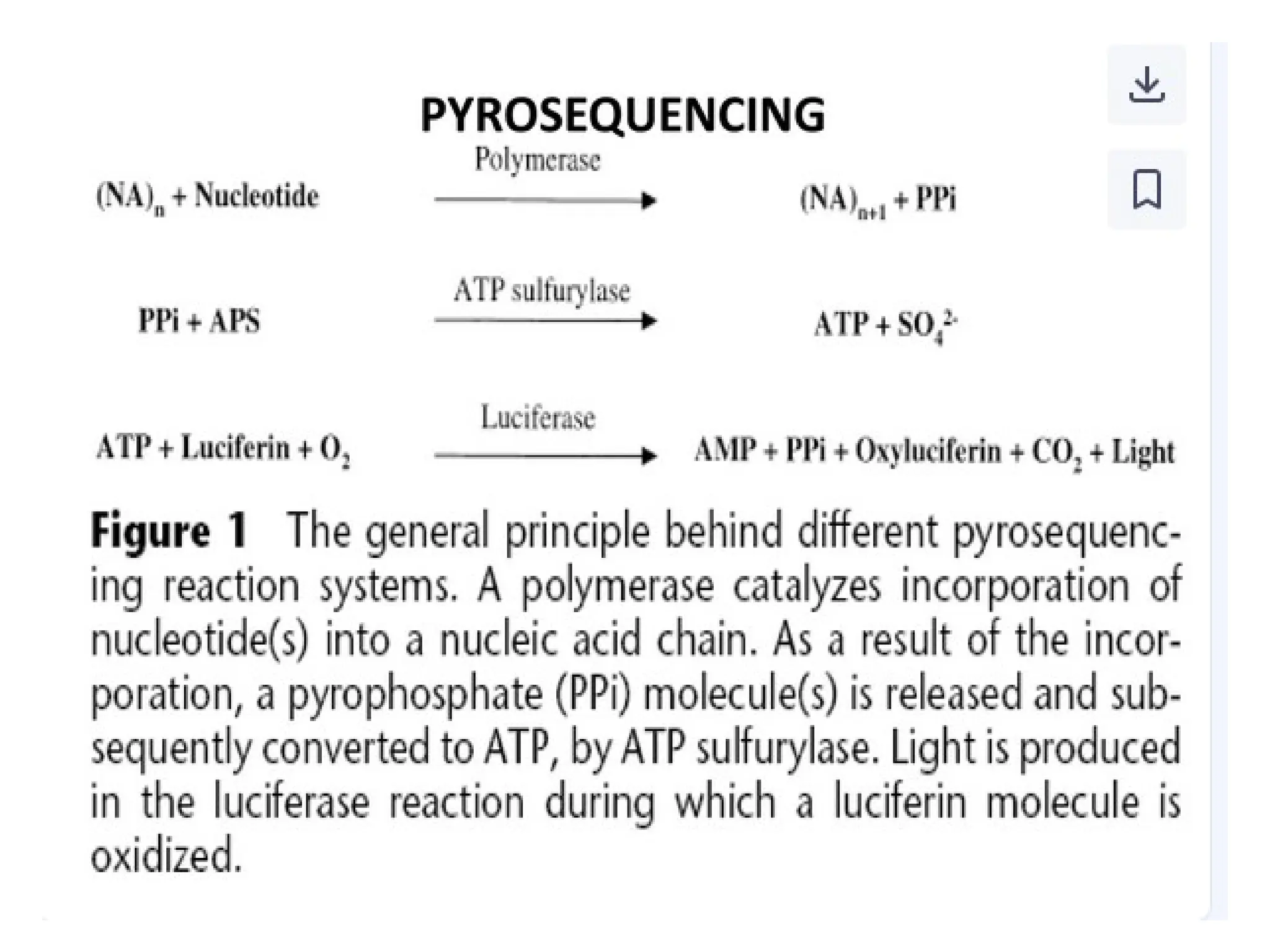 polymerase chain reaction and so on .ppt