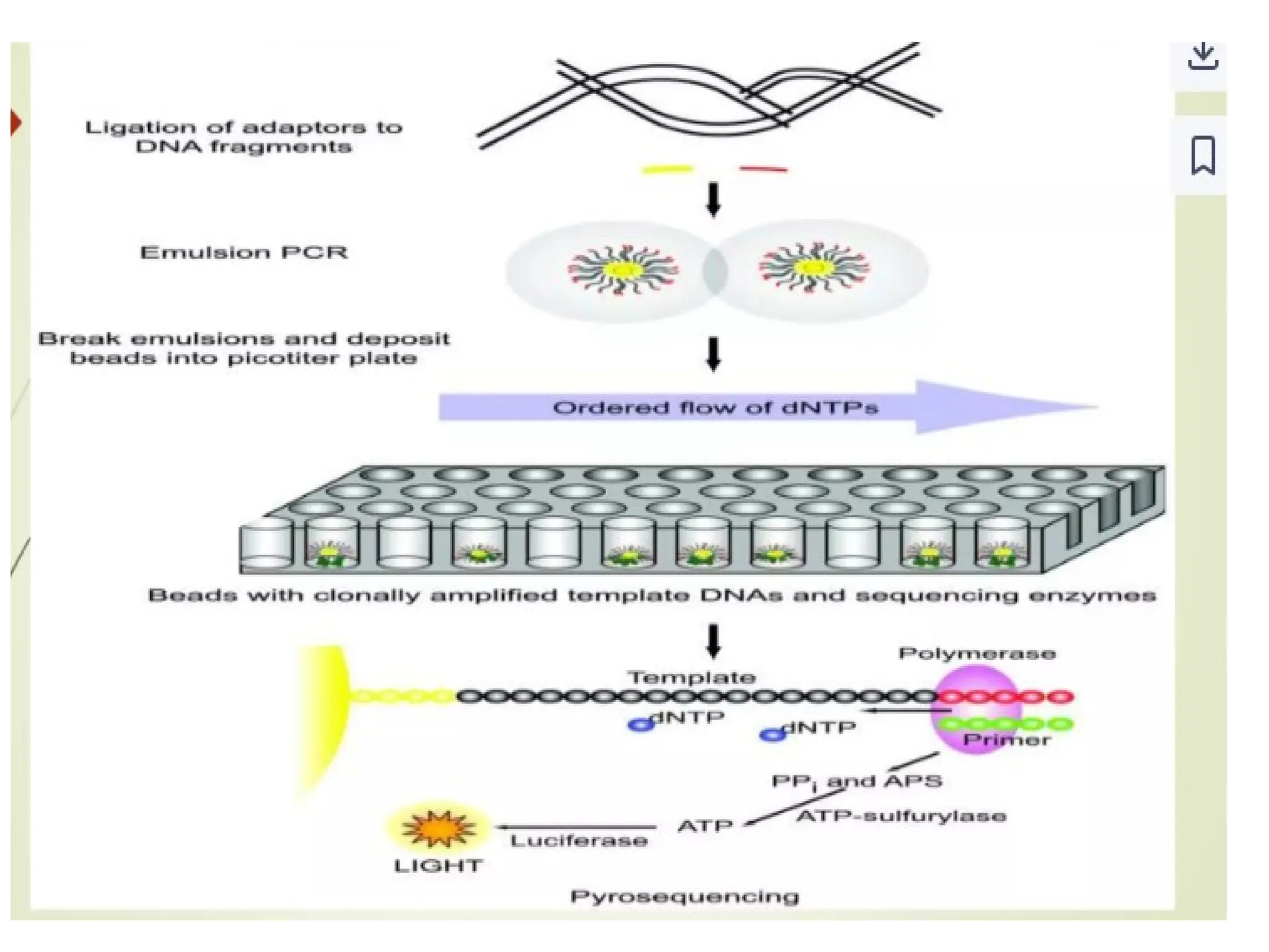 polymerase chain reaction and so on .ppt
