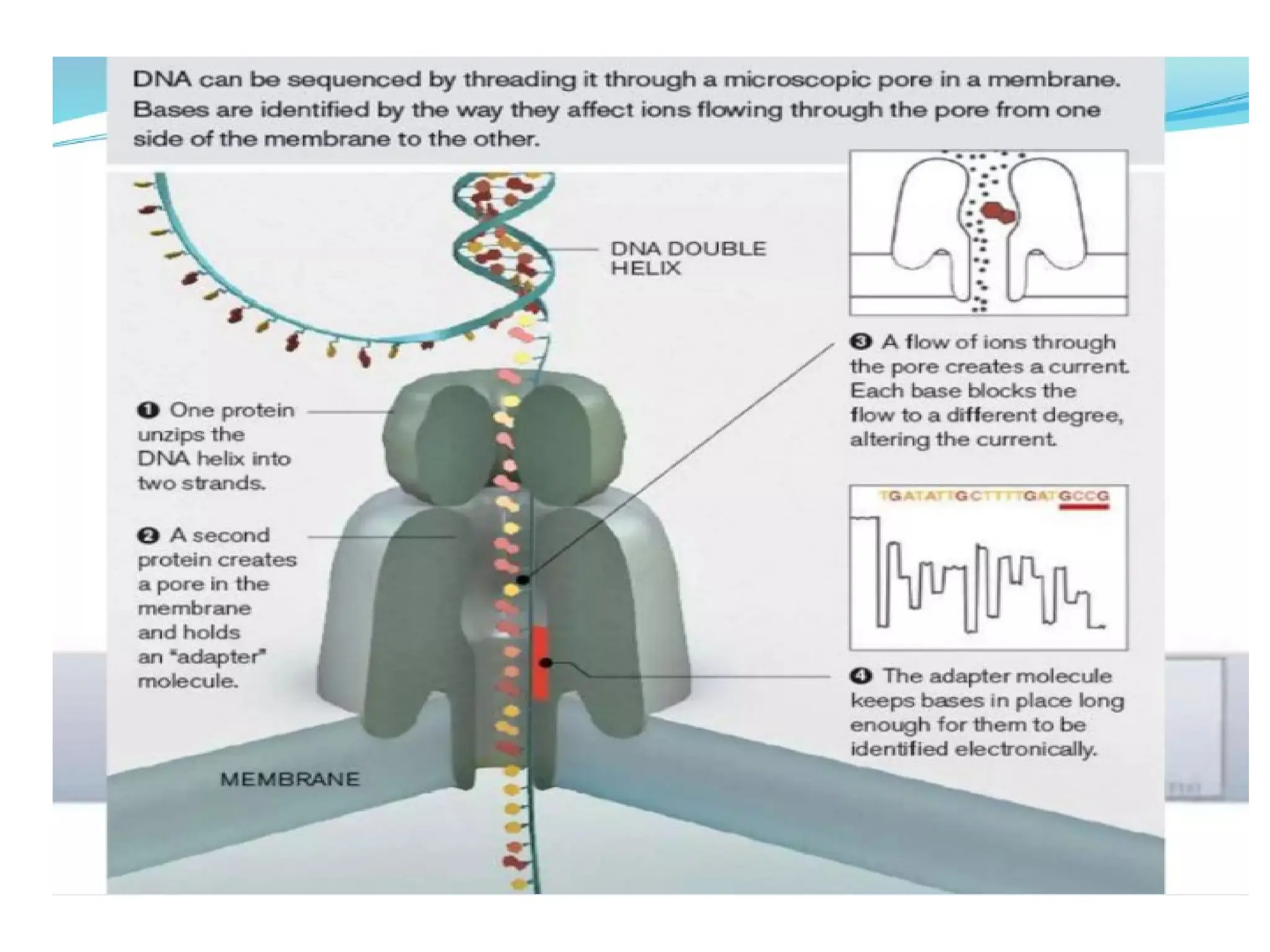 polymerase chain reaction and so on .ppt