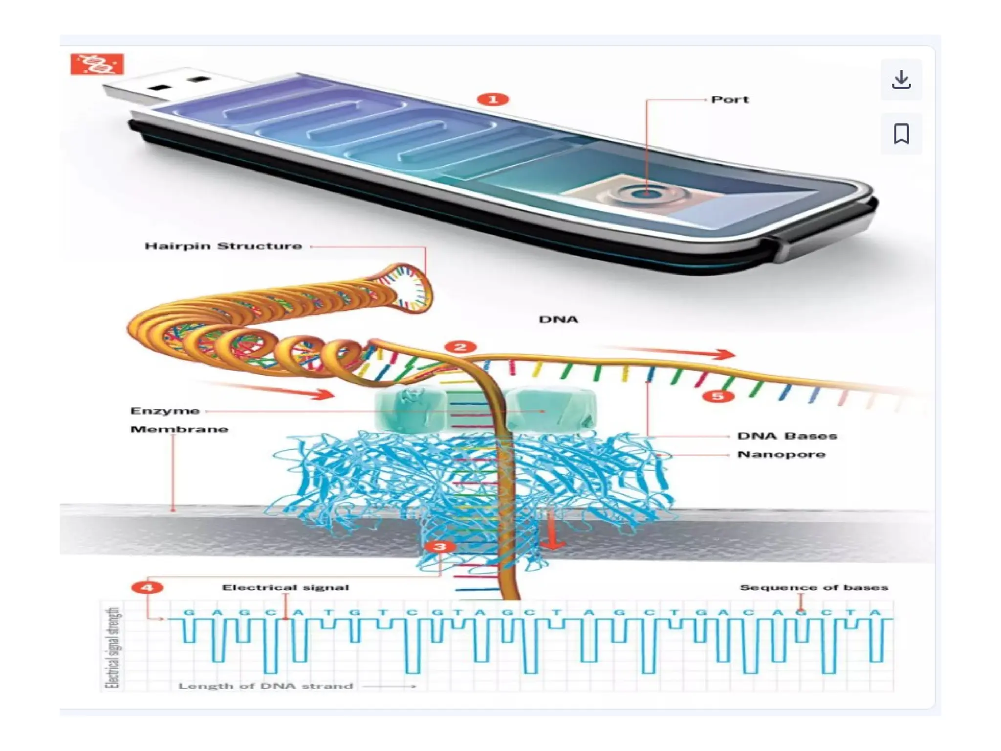 polymerase chain reaction and so on .ppt