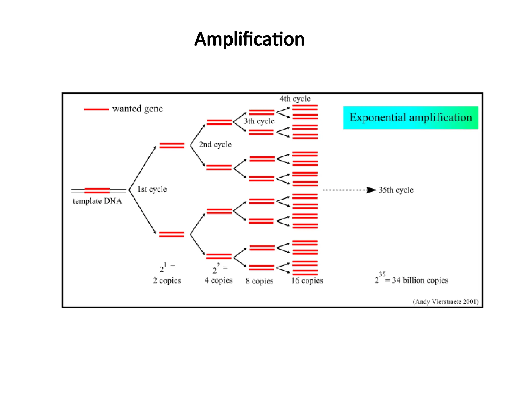 Amplification
 