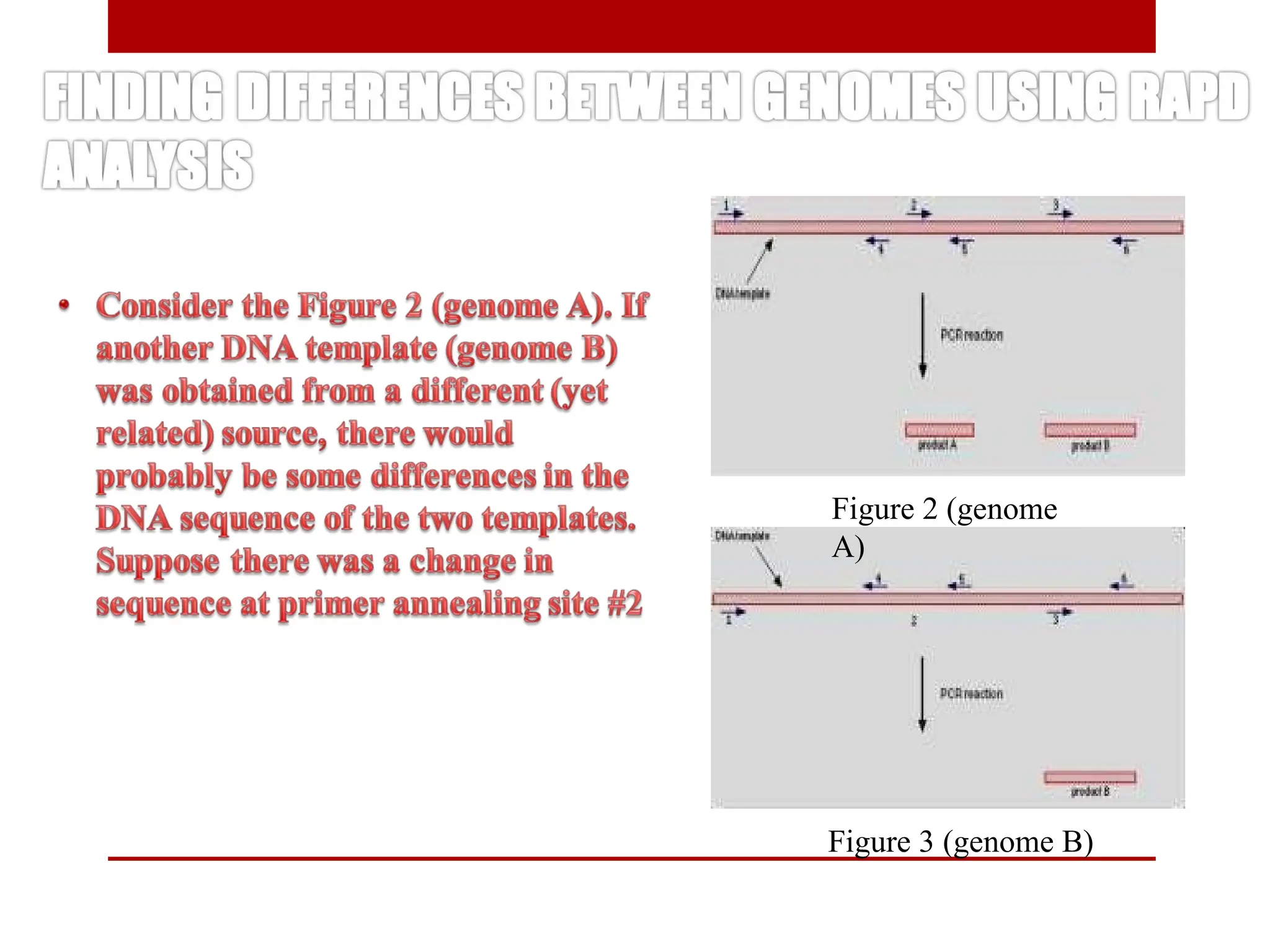 Figure 2 (genome
A)
Figure 3 (genome B)
 