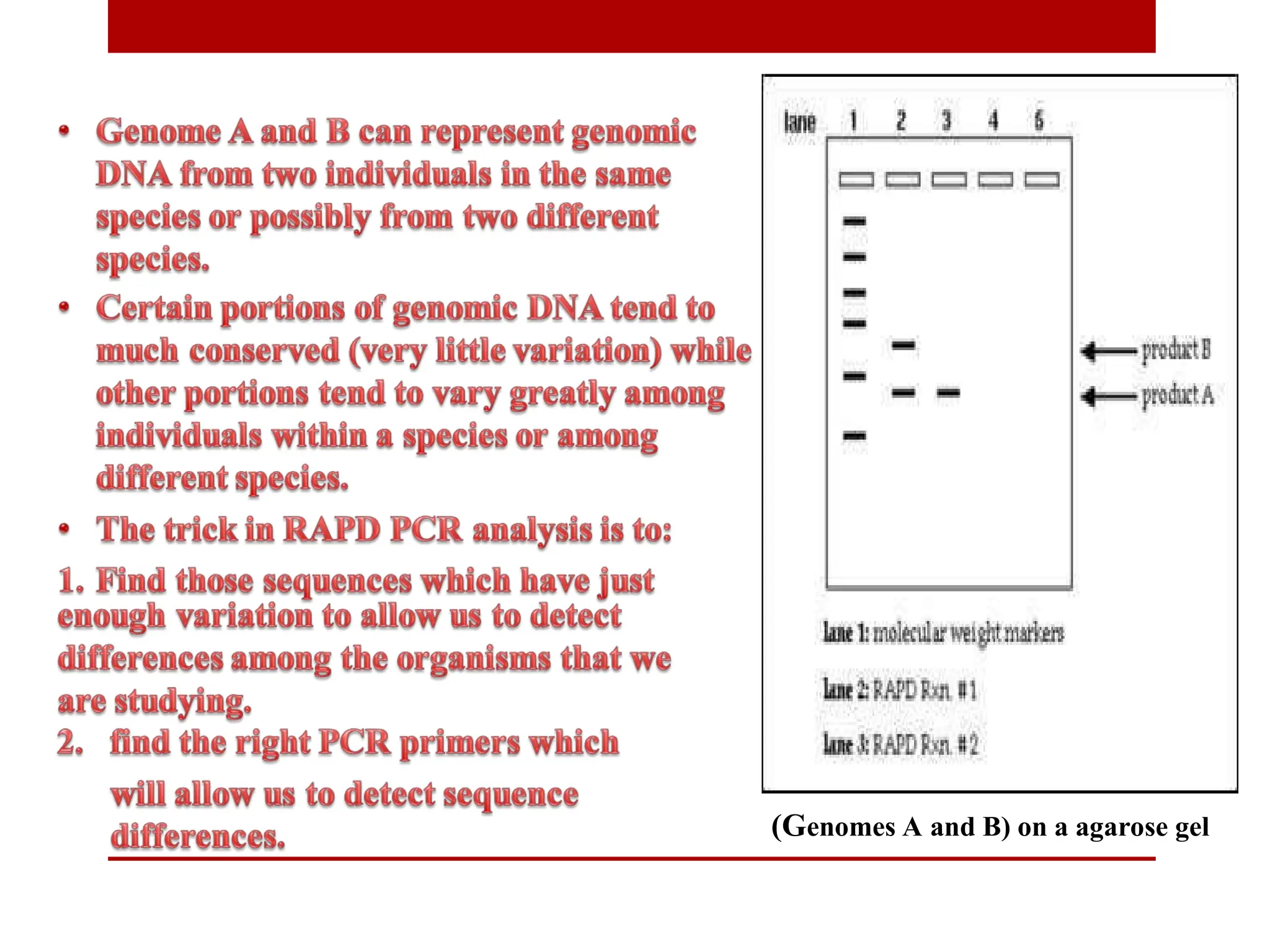 (Genomes A and B) on a agarose gel
 