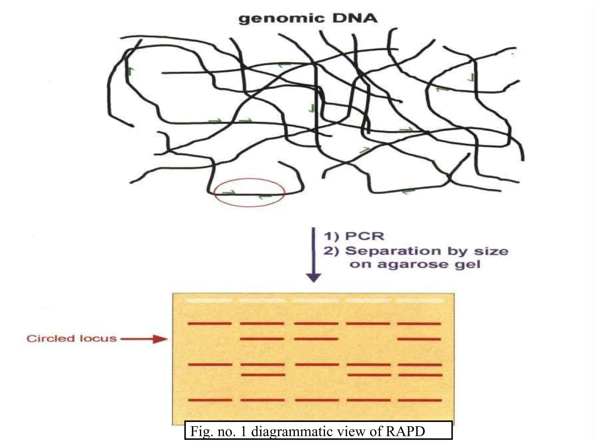 Fig. no. 1 diagrammatic view of RAPD
 
