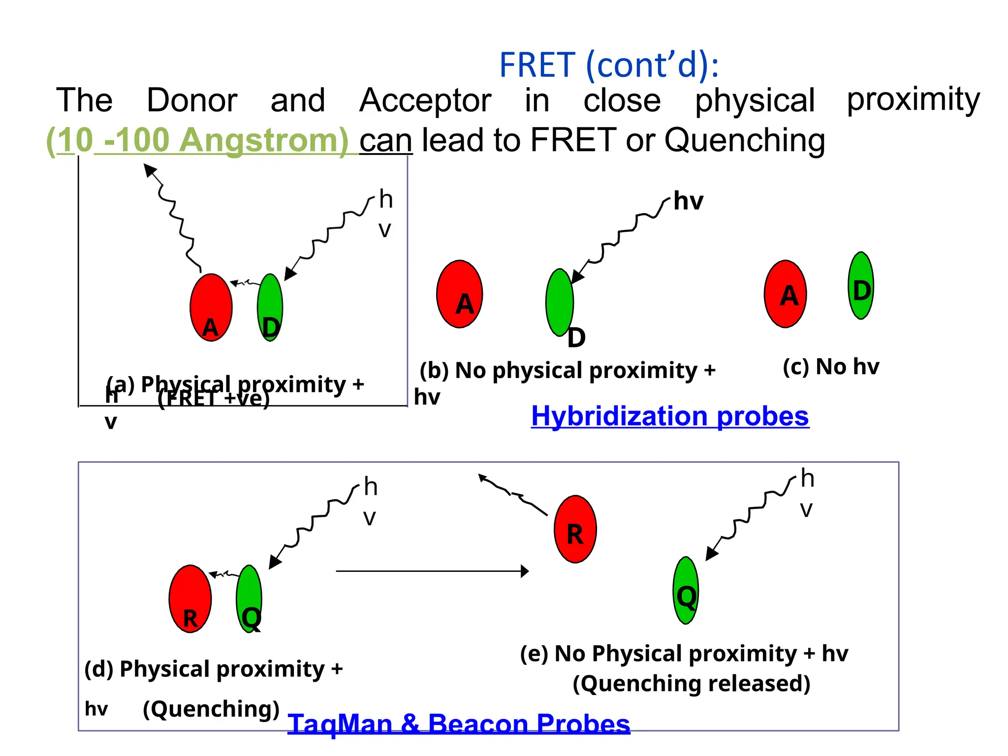 The Donor and Acceptor in close physical
(10 -100 Angstrom) can lead to FRET or Quenching
proximity
hv
D
(b) No physical proximity +
hv
D
(c) No hv
R Q
(d) Physical proximity +
hv (Quenching)
h
v
(e) No Physical proximity + hv
(Quenching released)
R
h
v
Q
h
v
A D
(a) Physical proximity +
h
v
(FRET +ve)
Hybridization probes
TaqMan & Beacon Probes
A A
FRET (cont’d):
 
