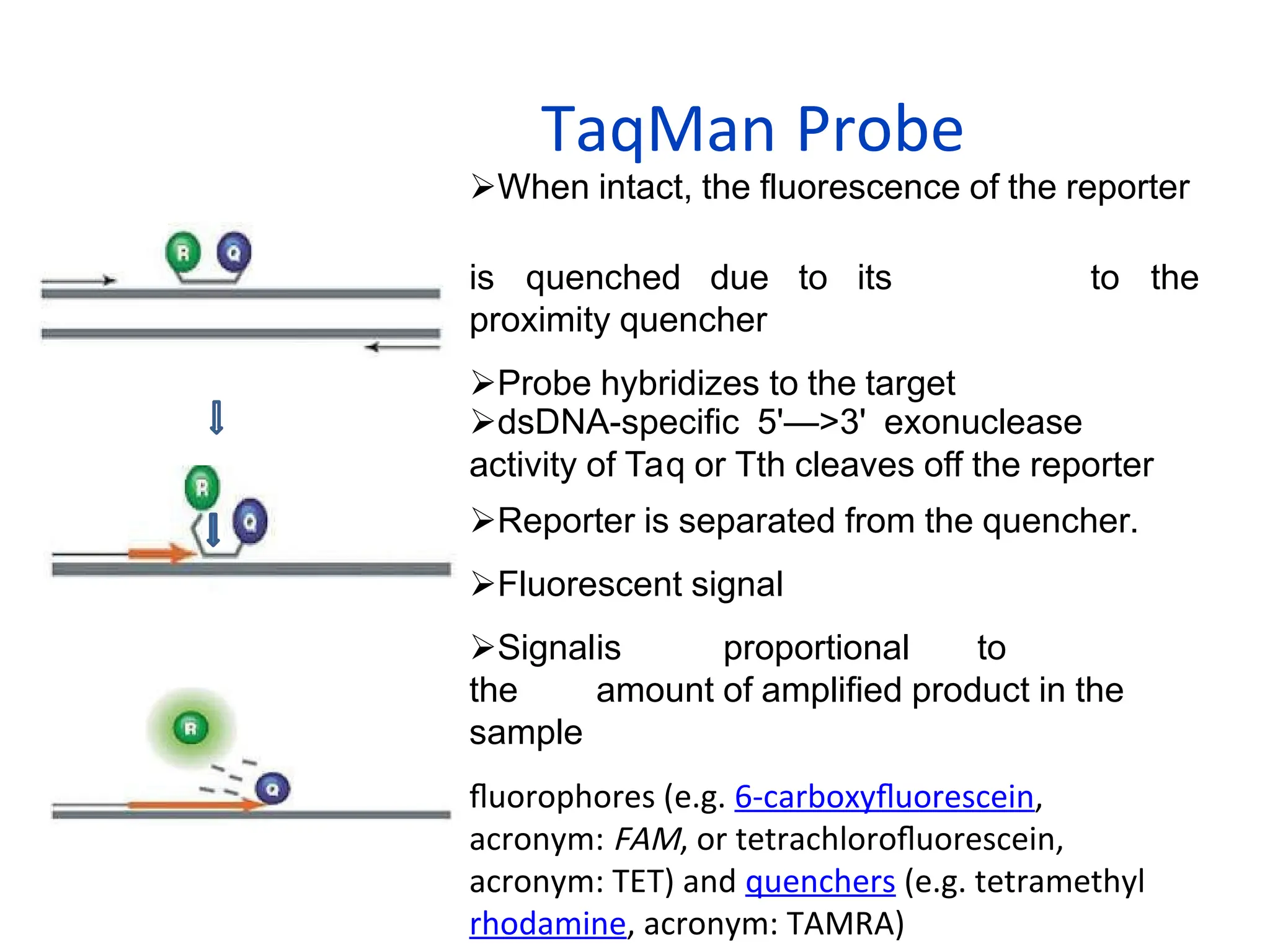 When intact, the fluorescence of the reporter
is quenched due to its
proximity quencher
Probe hybridizes to the target
to the
dsDNA-specific 5'—>3' exonuclease
activity of Taq or Tth cleaves off the reporter
Reporter is separated from the quencher.
Fluorescent signal
Signalis proportional to
the amount of amplified product in the
sample
fluorophores (e.g. 6-carboxyfluorescein,
acronym: FAM, or tetrachlorofluorescein,
acronym: TET) and quenchers (e.g. tetramethyl
rhodamine, acronym: TAMRA)
TaqMan Probe
 