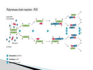 Polymerase Chain Reaction a technique used in Molecular Biology | PPTX