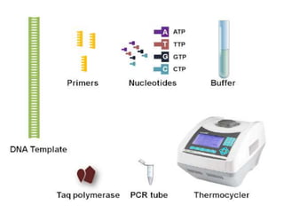 Pcr Slideshow PCR | PPTX
