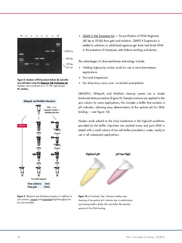 PCR From Setup to Cleanup A Beginner`s Guide with Useful Tips and