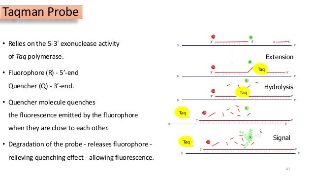 pcr polymerase chain reaction